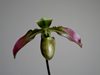 Paphiopedilum 